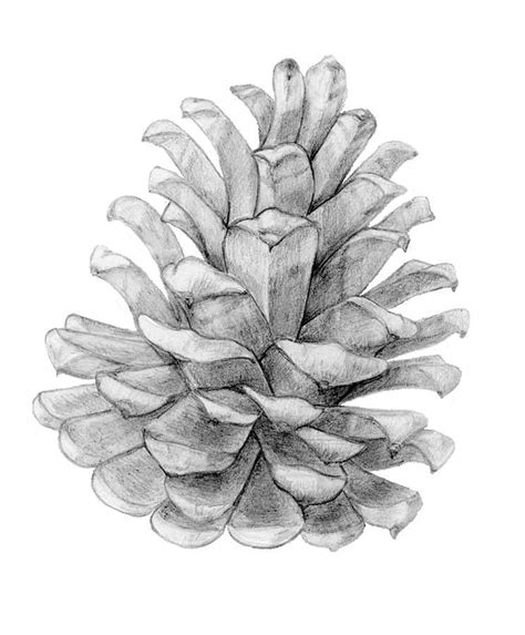 Pin By Barb Niccum On Diy Pine Cone Drawing Botanical Drawings Drawings