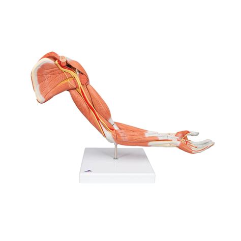 Upper Limb Arm Anatomy Models And Charts Anatomystuff