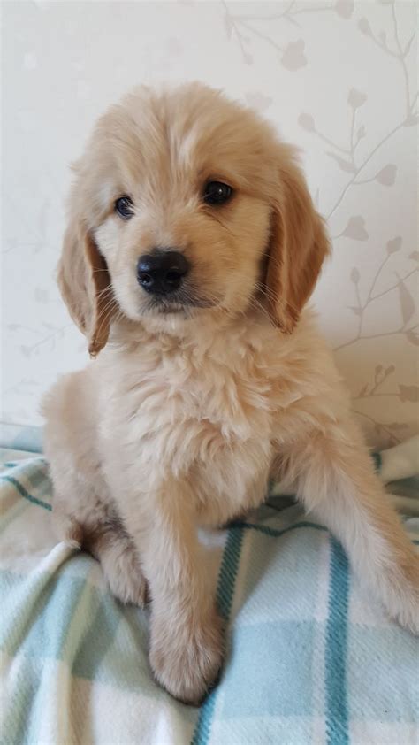 Two years ago we lost our amazing dog bandit who was a border collie mix. F1 goldendoodle puppies | Lowestoft, Suffolk | Pets4Homes