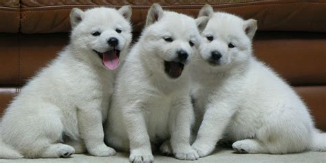 Hokkaido Dog Guide Price Size Colors Adoption And More