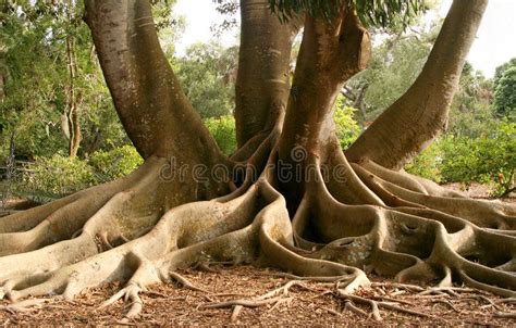 Roots Of Bay Fig Tree Root System Above Ground Of Very Large Bay Fig Tree Ad Tree Root