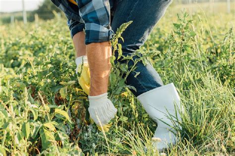 How To Identify And Control Weeds Cropaia