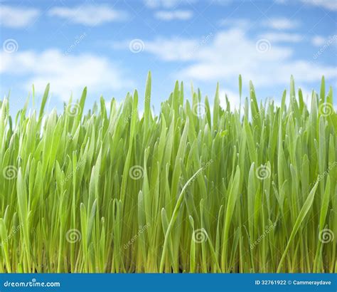 Summer Grass Sky Background Stock Photo Image Of Meadow Blue 32761922