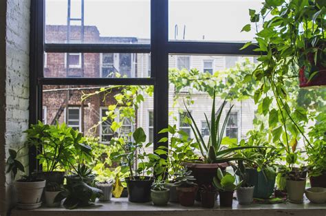 4 Tips For Setting Up A Windowsill Garden Modern Farmer