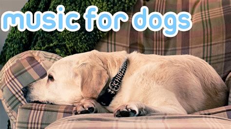 Calming Music For Dogs Relax And Soothe Your Anxious Or Sleepless Dog