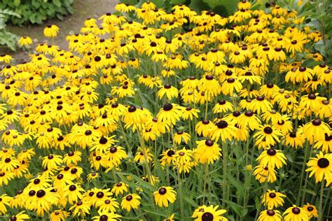 Ein theaterpädagogisches sommerprojekt zum thema blumen. Winterharte Blumen: 70 mehrjährige Beetpflanzen für jeden ...
