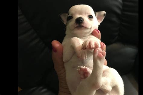 Chilove Chihuahuas Puppies For Sale