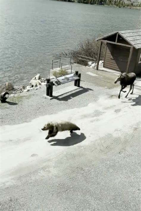 Mother Moose Chases Off Grizzly Bear In Wild Scene