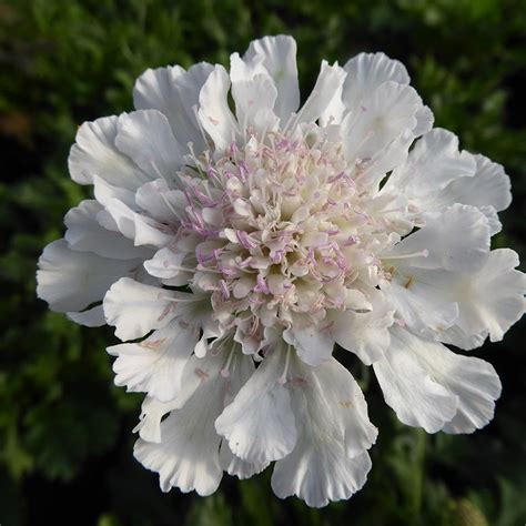 Buy Pincushion Flower Scabiosa Incisa Kudo White Ichwit Kudo