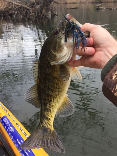 How To Hook A Bass Slam Shoal Bass Georgia Wildlife Blog