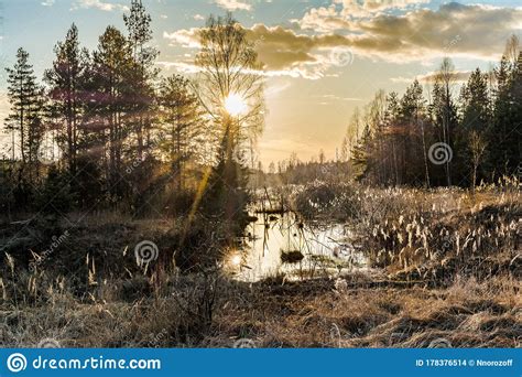 Natural Landscape With Lake Or Swamp Grass Trees In The Evening In
