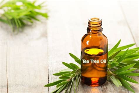 What Is Tea Tree Oil Definition Benefits And Medical Uses