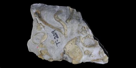 Virtual Collection Class Archaeocyatha Digital Atlas Of Ancient Life