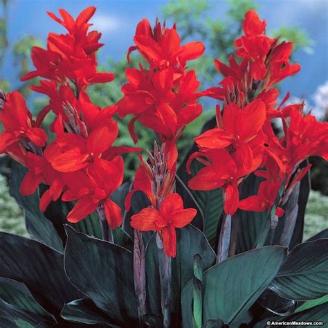 Australia Canna Lily Delivers Plenty Of Tropical Drama To The Garden