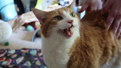 Cat Meows Until His Dad Gives In Youtube