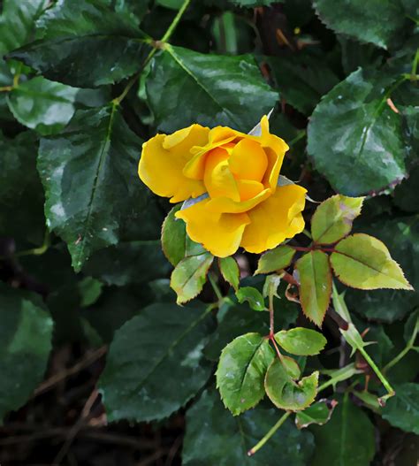 Yellow Rosebud Opening Free Stock Photo Public Domain Pictures