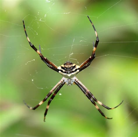Silver Garden Spider Argiope Argentata D6 Route De Kaw Flickr