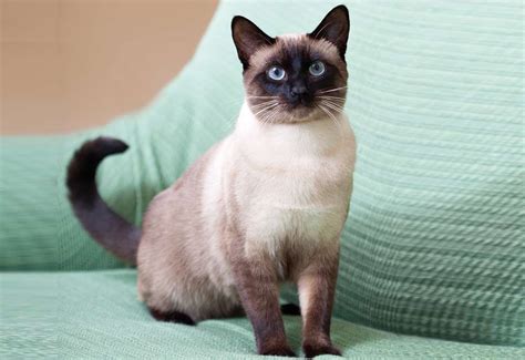 The Traditional Siamese Cat Cat Breeds Encyclopedia Siamese Cats