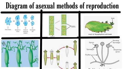 Asexual Reproduction In Plants Diagram