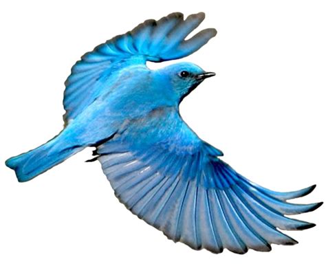 Blue Jay Mountain Bluebird Wing Bird Png Download 593488 Free