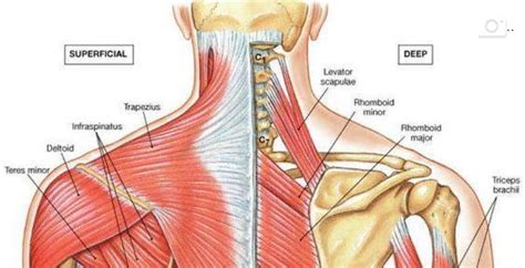 Diagram Of Bones In Neck And Shoulder The Shoulder Complex MSK