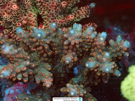 Acropora Nasuta Branching Staghorn Coral