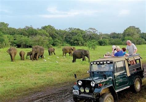 Minneriya Safari Tours Habarana What To Know Before You Go