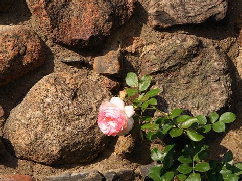 Pink Rose Near Brown Rocks Hd Wallpaper Wallpaper Flare