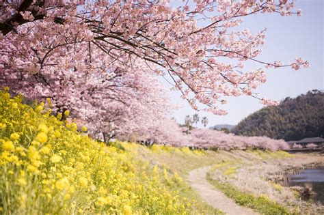 Spring Festivals In Japan A Food Guide Lets Experience Japan