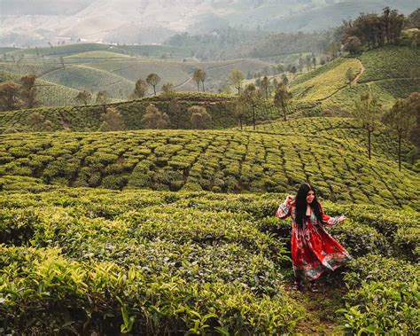 Tea Plantations In Munnar 9 Essential Tips To Know Before You Visit