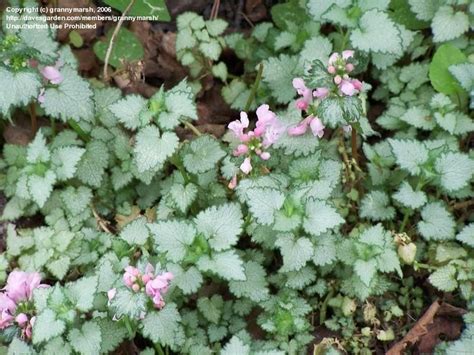In warm regions and/or in sheltered areas of your yard, they may be evergreen. Spotted Dead Nettle 'Pink Pewter' (Lamium maculatum ...