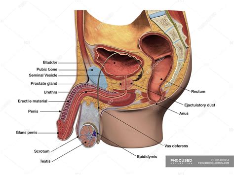 Male Reproductive System Sagittal