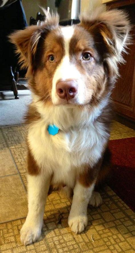 17 Australian Shepherds Mixed With Border Collie The Paws