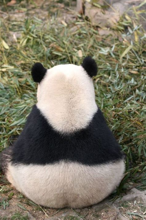 Pin On Pandas Are Perfect