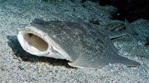 The Rare Angel Shark Discovered Living Off The Coast Of Wales