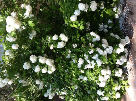 snowball bush | Flowering bushes, Flowering trees, Bloom