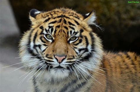 Pin By Jen Williams On Save The Tigers Save The Tiger Tiger Wild Cats