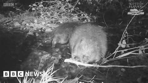 beaver kit spotted on recent survey in knapdale forest bbc news