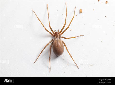 Female Brown Recluse Spider Poisonous Arachnid Stock Photo Alamy
