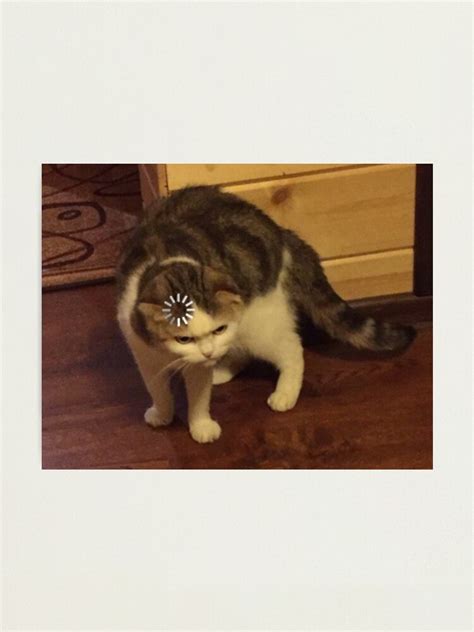 Loading Buffering Cat Meme Photographic Print For Sale By Jamdonut1