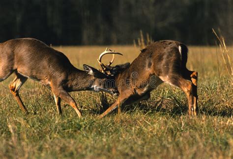 Big Whitetail Bucks Fighting