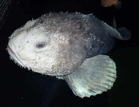 Top 12 Most Unusual And Creepiest Fish In The World Blobfish Fish
