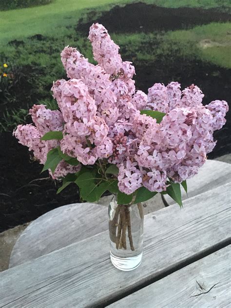 Sure Wish Lilac Season Was Longer Rflowers