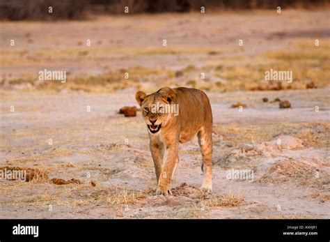 Lion Panthera Leo Ruaha National Park Tanzania Stock Photo Alamy