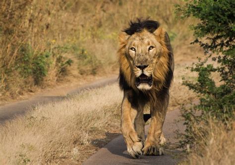 Asiatic Lion Facts Habitat And Diet Discovery Uk