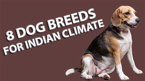 Dog Breed Suitable For Indian Climate Youtube