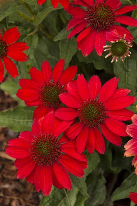 Perennials Combs Landscape