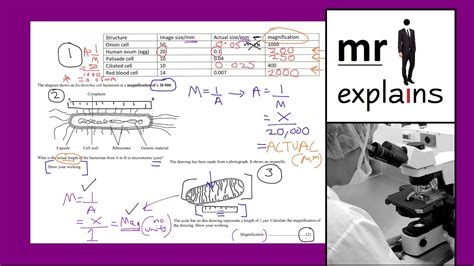 Mr I Explains How To Calculate Magnification Using Example Biology
