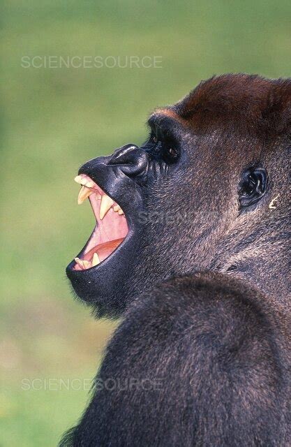 Photograph Gorilla Teeth Science Source Images