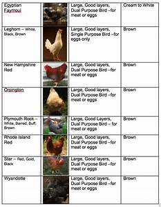 Chicken Breeds Egg Production Chart With The 10 Best Egg Laying In